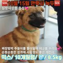 ⚠️내일 안락사 / 조승우 강아지 곰자닮은꼴 녹두⚠️ 이미지