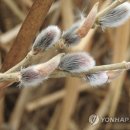 버들강아지 이미지