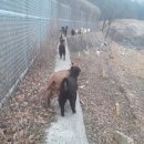 문안산 흑염소 이미지