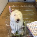 개 키우는 언니 이미지