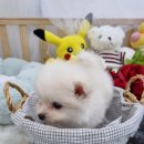 오아이펫강아지고양이