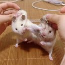 네일파인