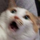 더테이블제이