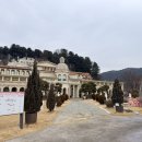 핑크트리 이미지