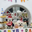 멈머냠냠 | [강아지생일케이크] 멈머냠냠 | 내돈내산 생일파티후기 | 인천 검단마전점