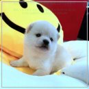 강아지 분양 프러포즈펫 | 전주에서 믿고 찾는 펫365 강아지분양 고양이분양 후기!
