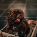 시흥24시센트럴동물의료센터 | 강아지 빈혈의 원인 – 면역질환부터 종양까지 - 시흥24시센트럴동물의료센터