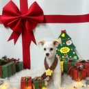 놀펫 강아지유치원 애견호텔 서울애견유치원 성북본원 | [서울 애견 미용] 행복하개 키울고양