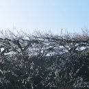 섬진강매실농원