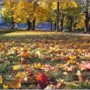 팝스 잉글리시 012 | Autumn Leaves by Nat King Cole 이미지