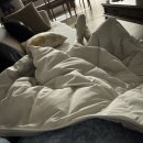 11650-7-8-9 | 임신 5주, 6주, 7주, 8주, 9주 후기