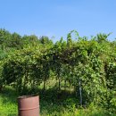 치상농장 이미지