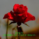 정아애견 이미지