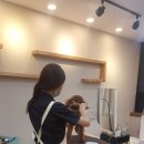 도그살롱바른핏 이미지