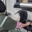 응암애견 이미지