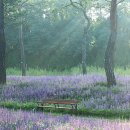 보랏빛향기 이미지