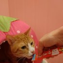 프리티펫 이미지