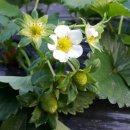 지영이네농장 이미지