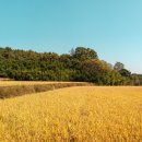 수백농장 이미지