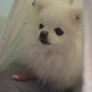 펫프렌즈동물병원 이미지