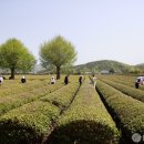 보성백록다원 이미지