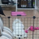 후라이드참잘하는집(역곡소사점) 이미지