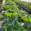 수야농장 이미지