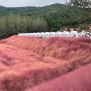 핑크애견 이미지