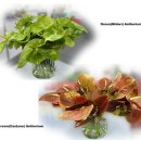 사과향기 이미지