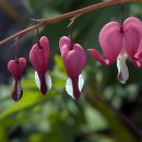 금낭화로 이미지