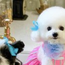 스윗핑크(Sweet Pink)