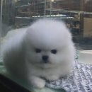 스물하나