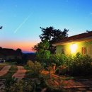 팜카밀레 이미지