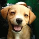 웃는 강아지 이미지