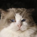 엘름트리 캐터리 이미지