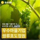 쌍류포도정원협동조합 | 세종시 여름 가볼 만한 곳! 쌍류포도정원협동조합(포도농원) 초여름 풍경(김기섭 기자)