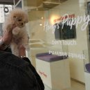 퍼피애견샵 | 수원강아지분양 홍스퍼피 수원본점 수원 인기있는 애견샵 후기^^