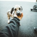 웰빙동물병원 | [직장인자격증추천] 반려동물아로마지도사 1급, 향기로 돌보는 반려