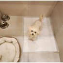 일산애견호텔 강아지 유치원 미용 맘바이 일산점 이미지