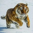 Run like a king, even if you're running alone. 이미지