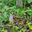 남대천고향의강 구봉공원 화장실 | 의성 문소루에 오르다