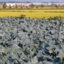 향원농장 이미지