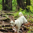 꼬리흔들 유치원 이미지