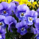팬지 - 경산시 성암로8길 15-1 | 팬지