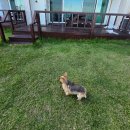 넓은바다집 | 바다 뷰, 넓은 잔디, 반려견 환영…영덕 오션펜션 솔직 후기