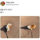 에고 이미지