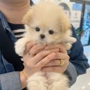 러브애견미용 | 광주전남 반려견전문 믿을 수 있는 애견분양 아이러브독광주점🧡