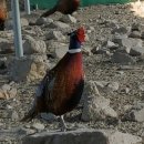 예민꿩농장 이미지