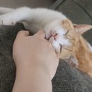 빛고을 동물의료센터 이미지