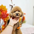 메리몰펫샵 이미지